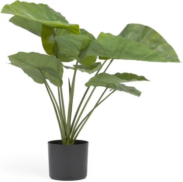 Alocasia, Konstgjord växt, svart, H57x63x63 cm